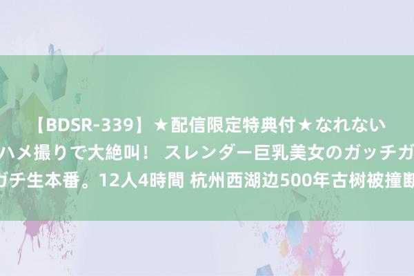 【BDSR-339】★配信限定特典付★なれない感じの新人ちゃんが初ハメ撮りで大絶叫！ スレンダー巨乳美女のガッチガチ生本番。12人4時間 杭州西湖边500年古树被撞断！法院判了：补偿11万